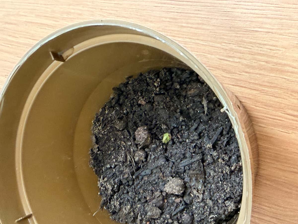 Plant
