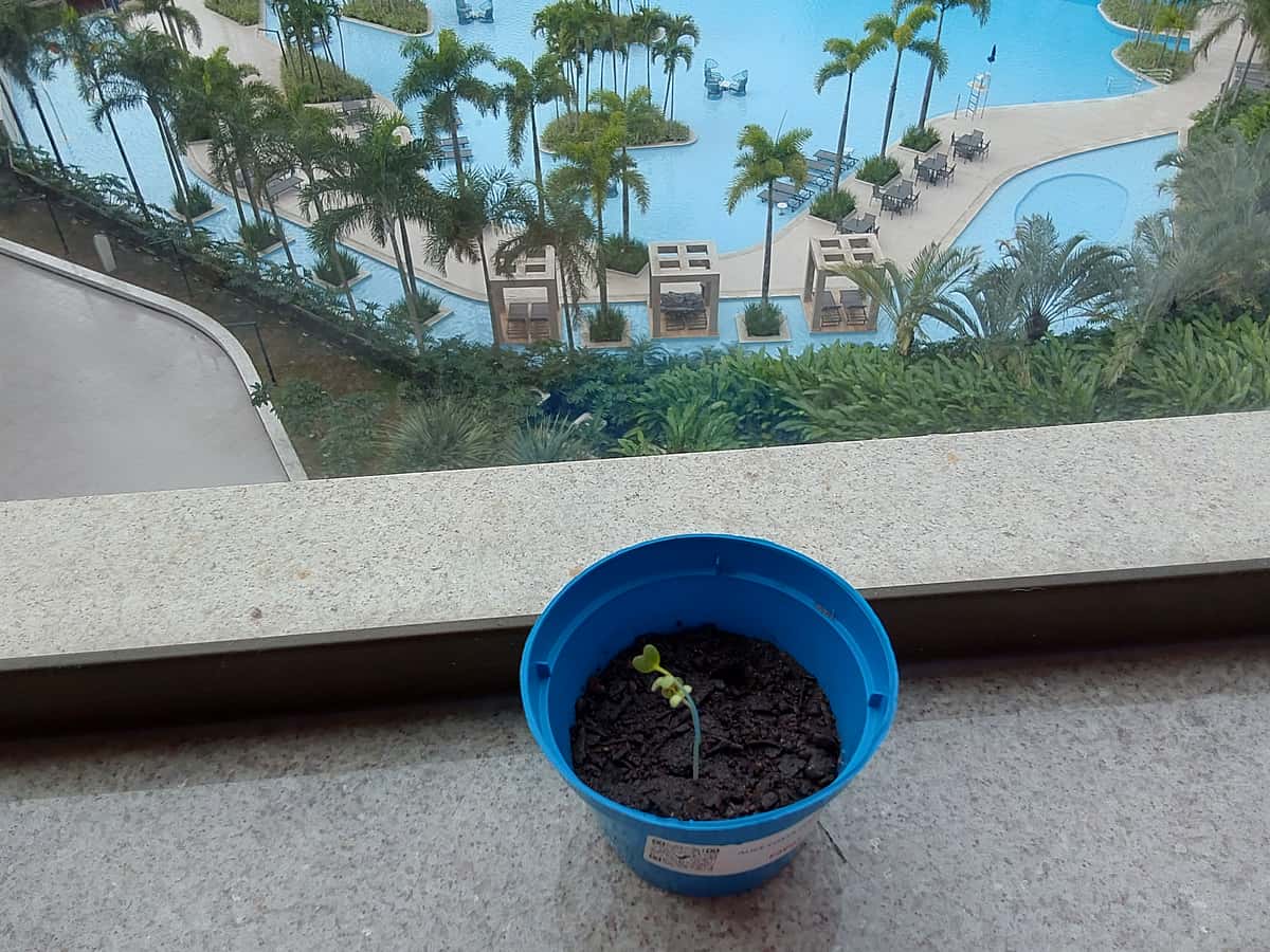 Plant