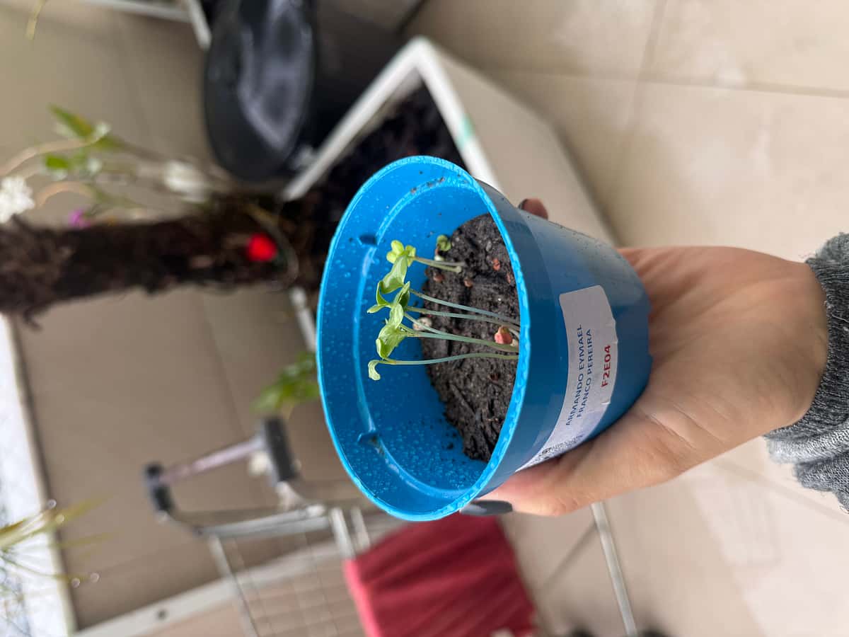 Plant