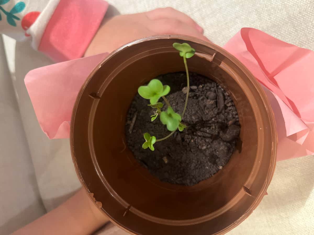 Plant