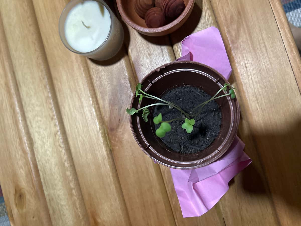 Plant