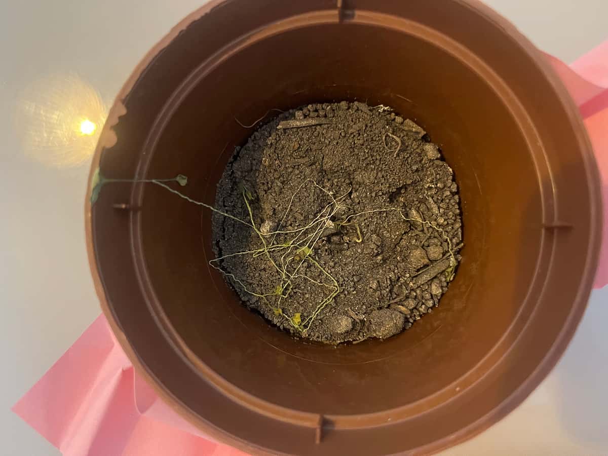Plant