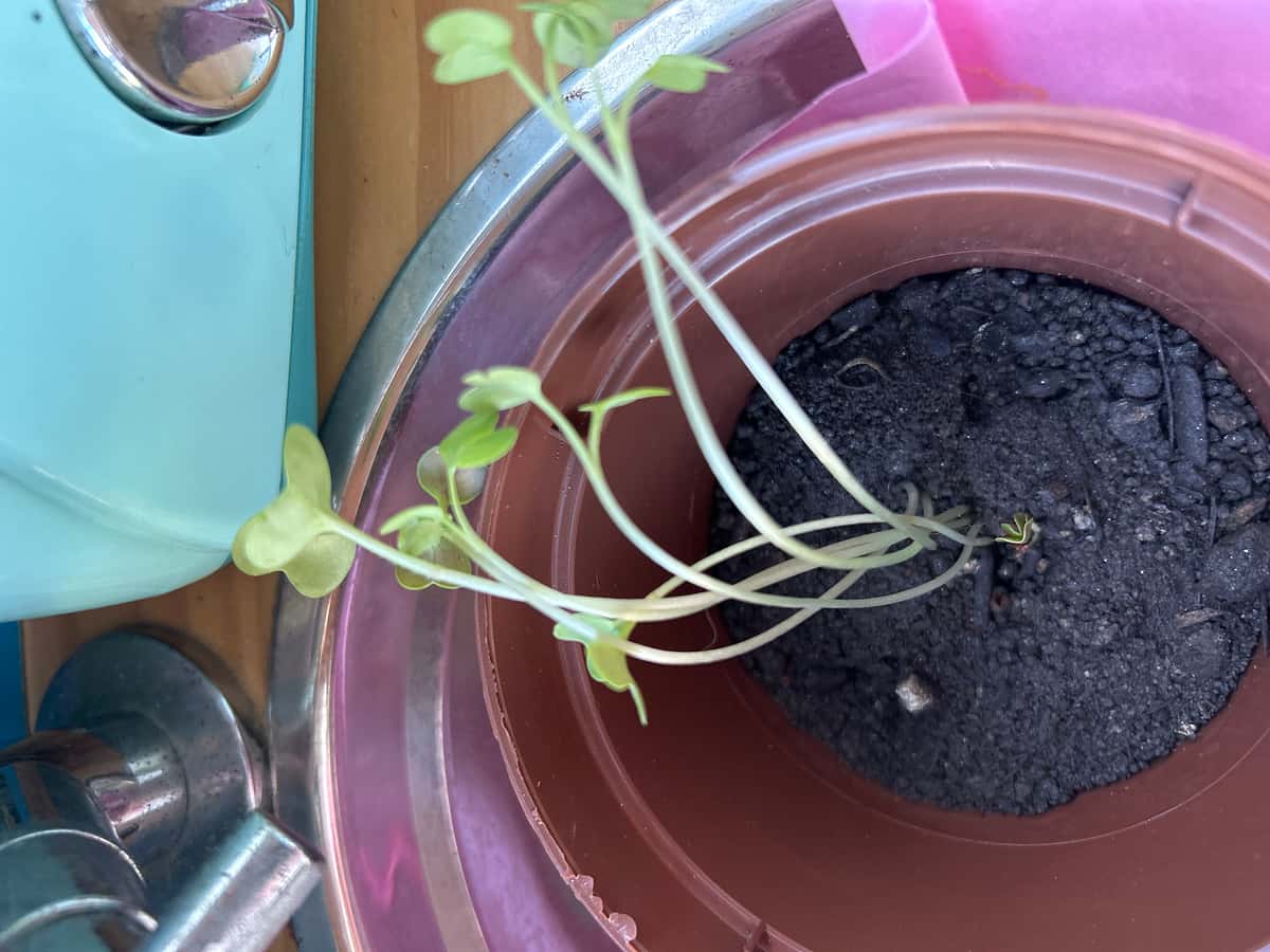 Plant