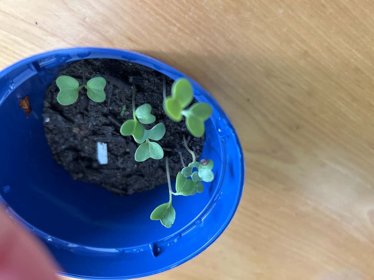 Plant