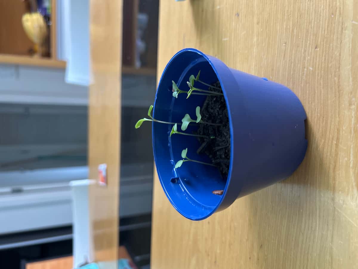 Plant
