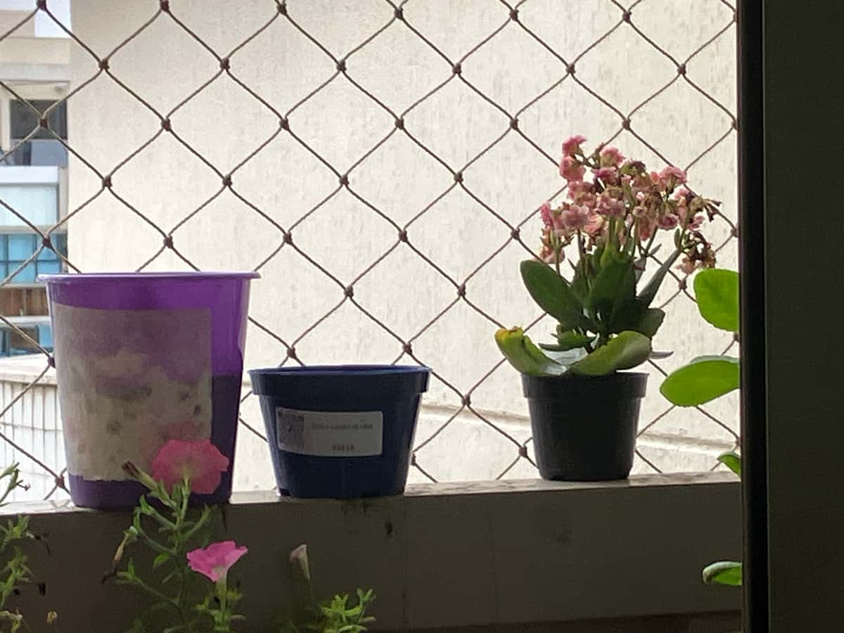 Plant