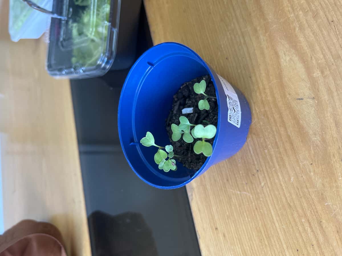 Plant
