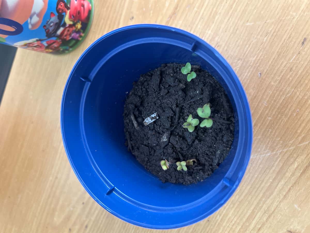Plant