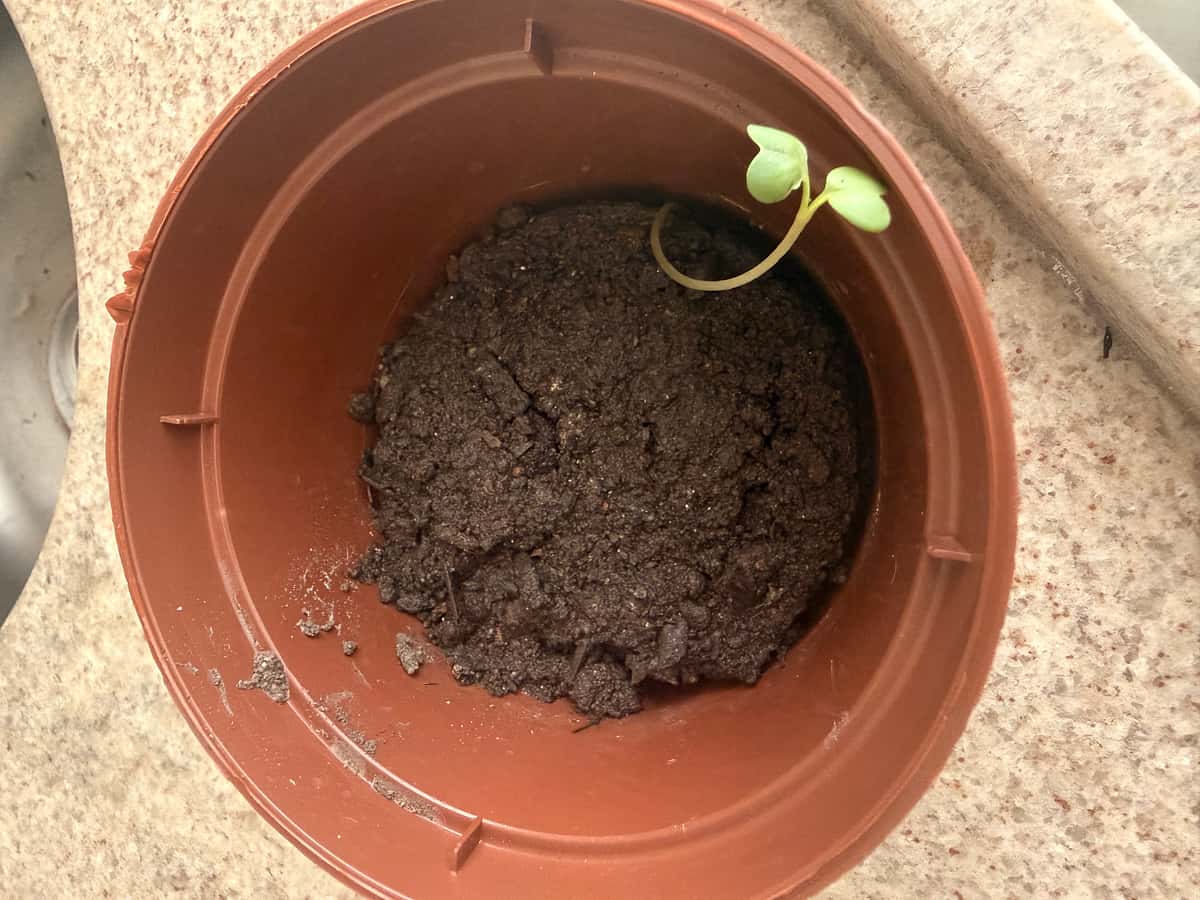 Plant