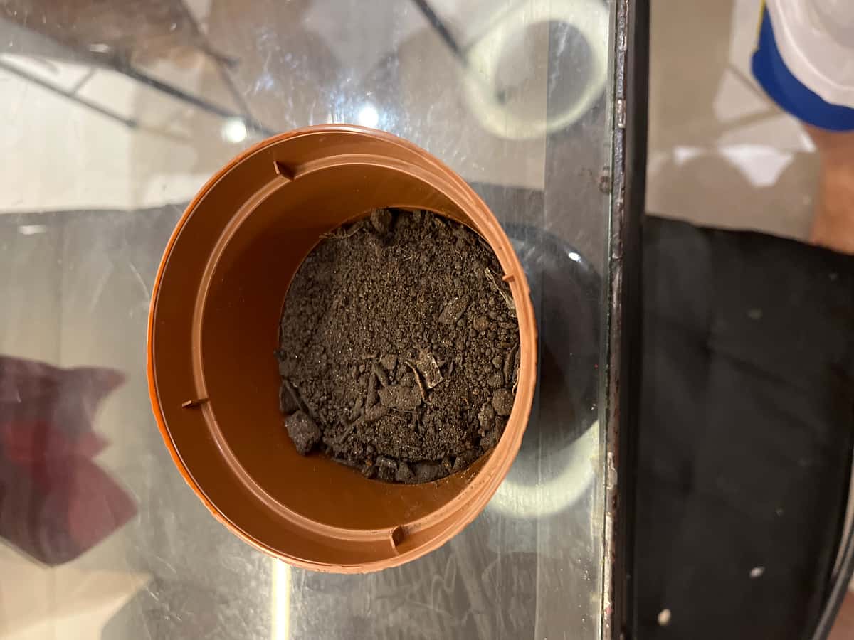 Plant