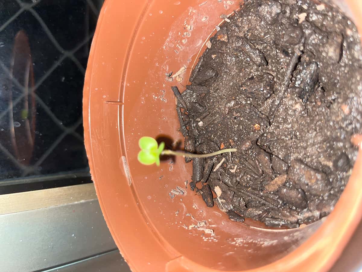 Plant