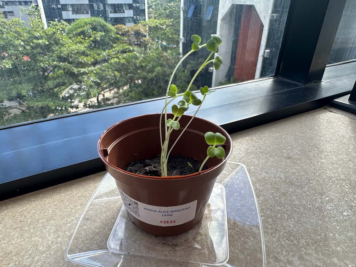 Plant