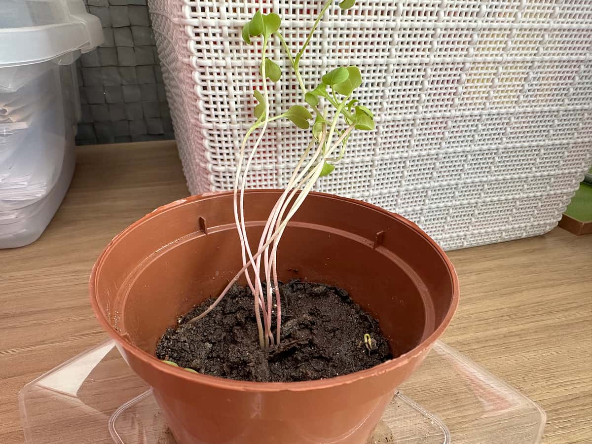 Plant