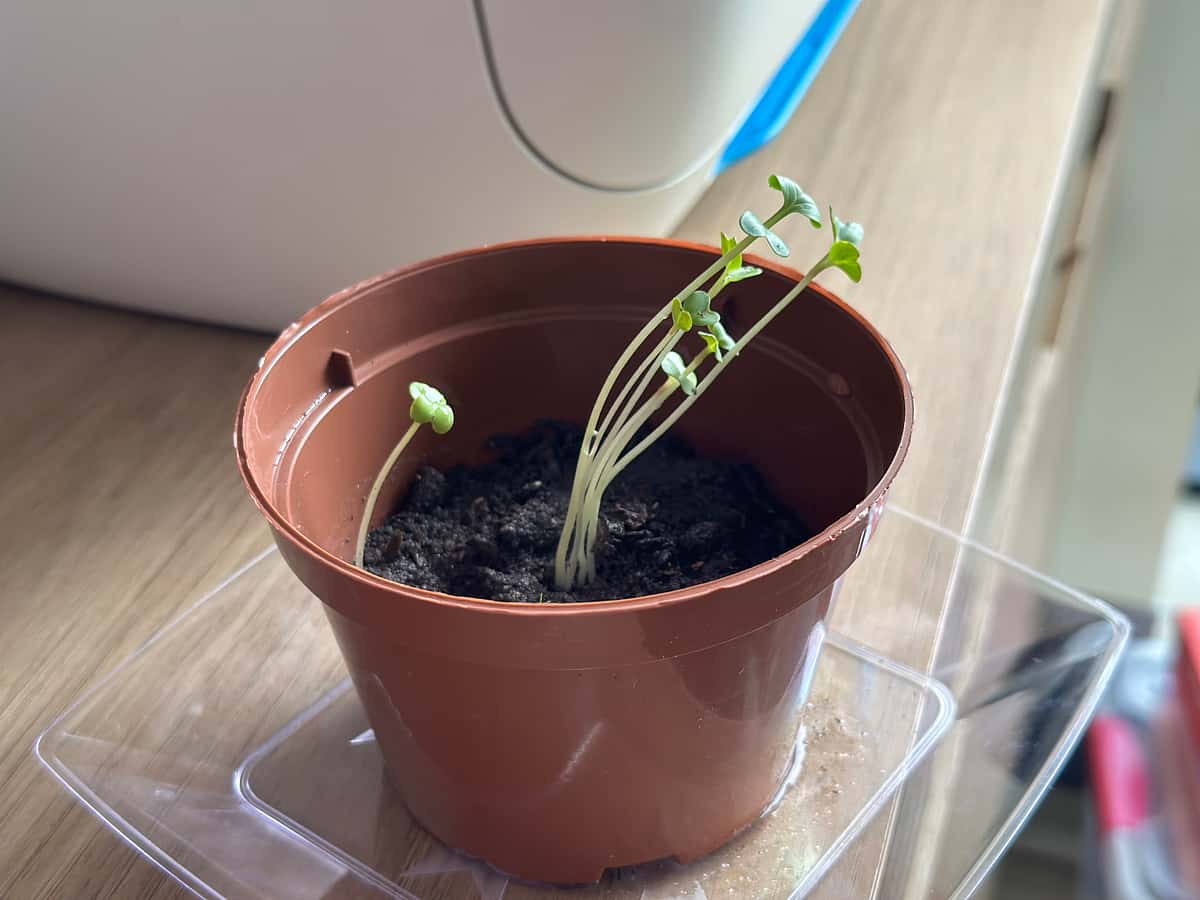 Plant
