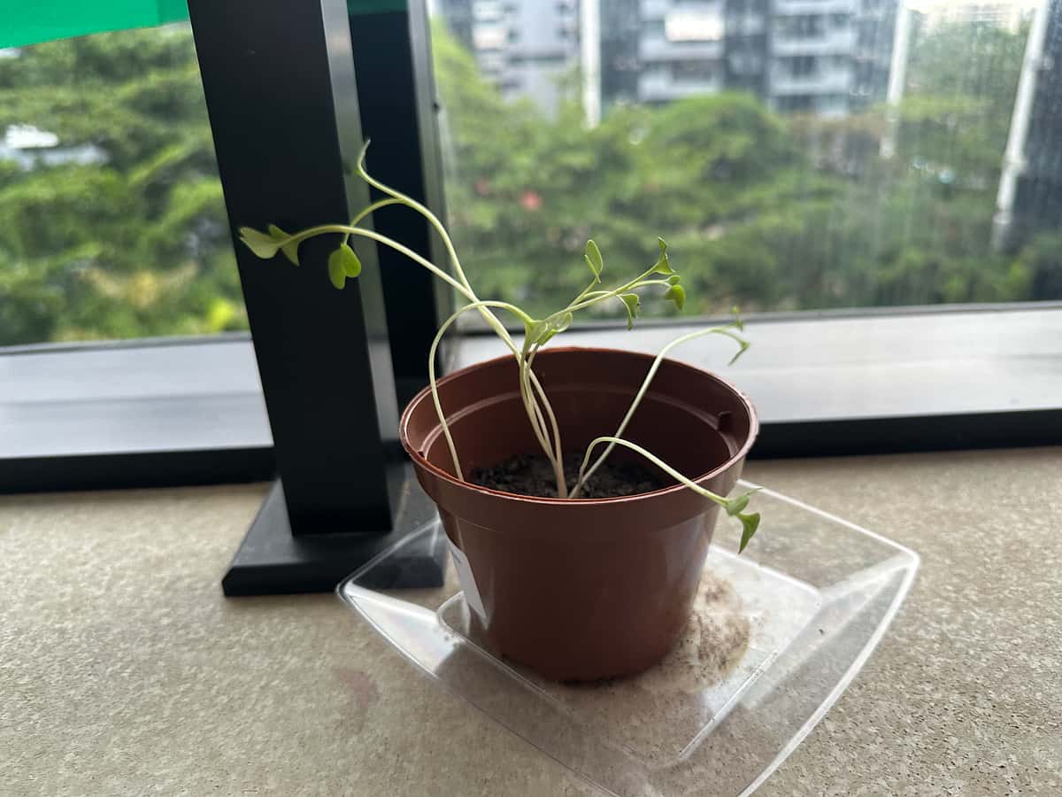 Plant