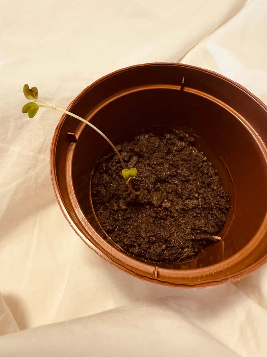 Plant