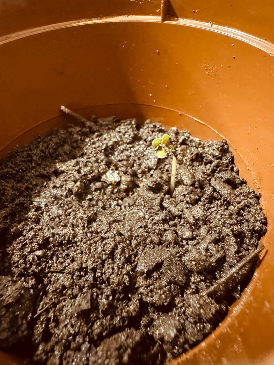 Plant