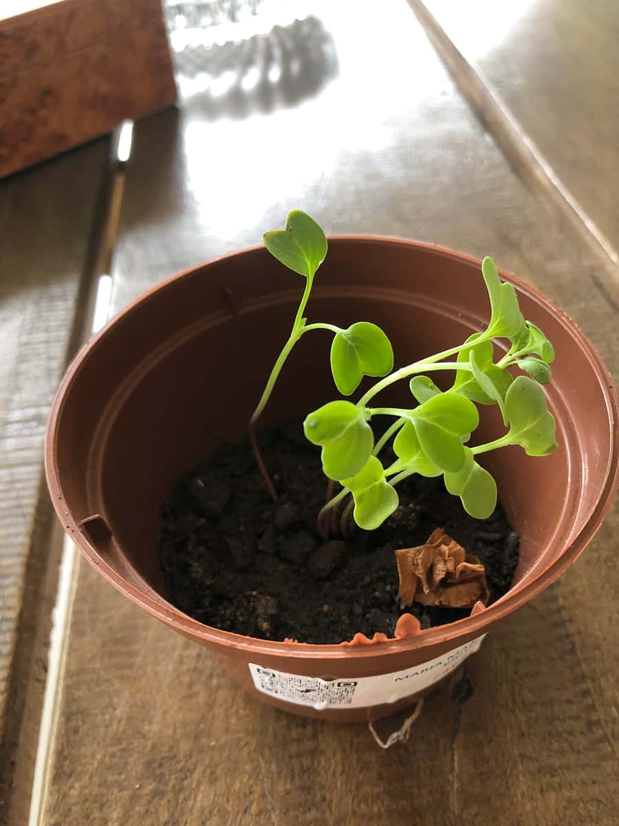 Plant