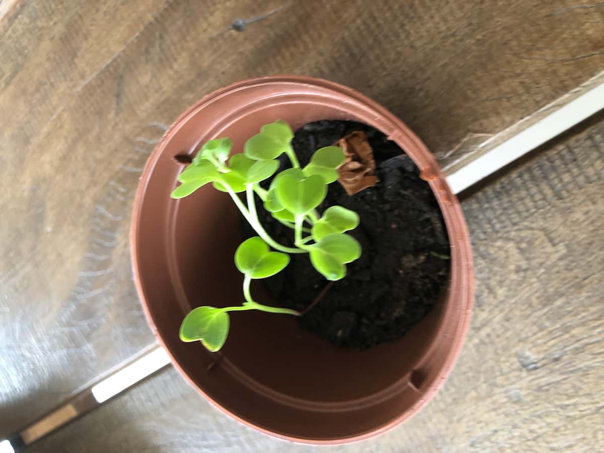 Plant