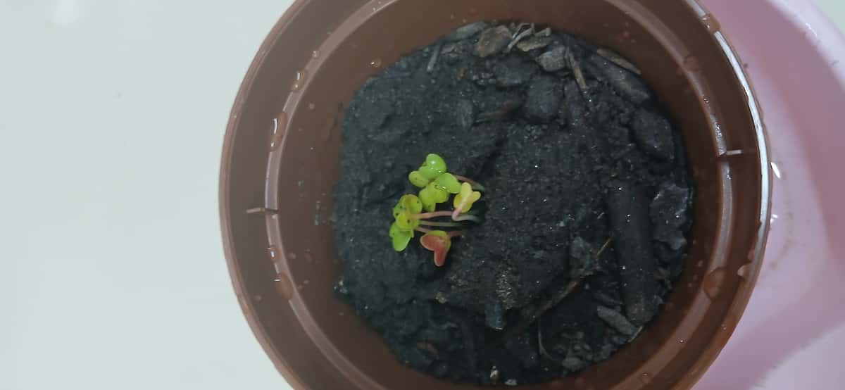 Plant