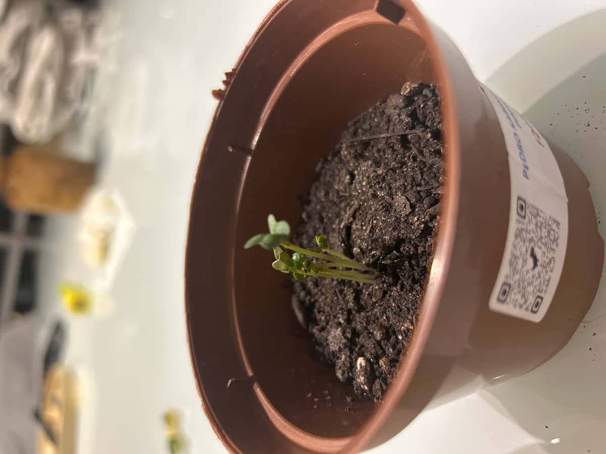 Plant