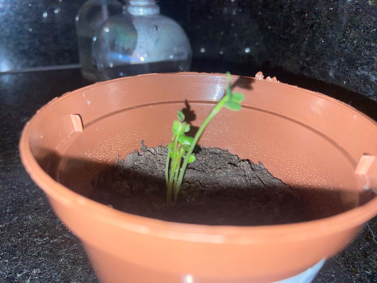 Plant