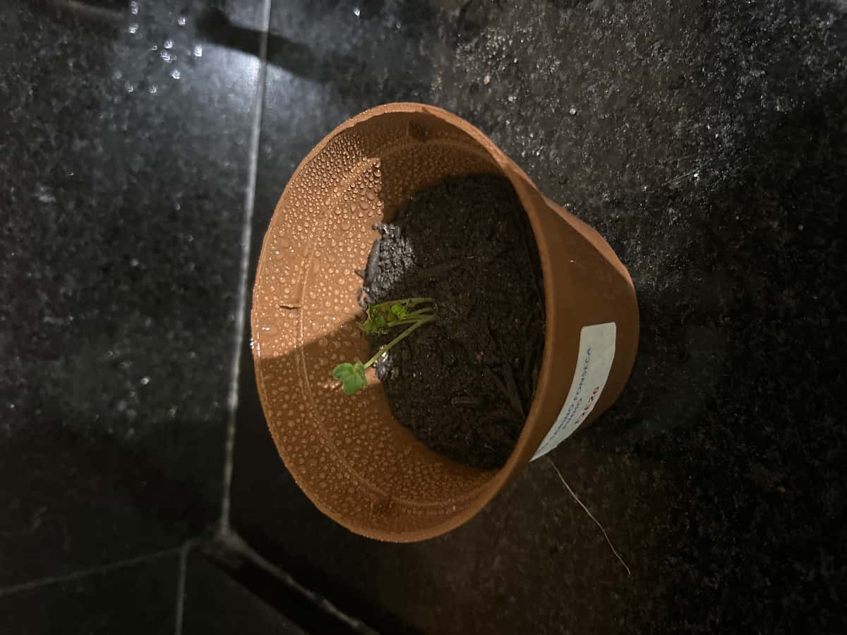 Plant