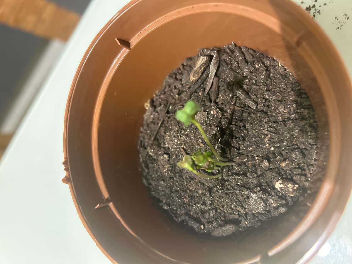 Plant