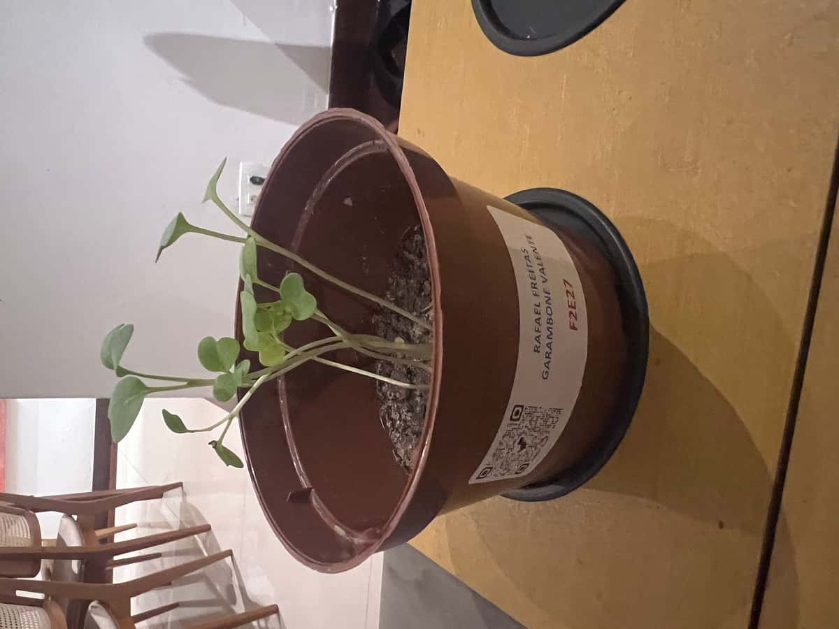 Plant