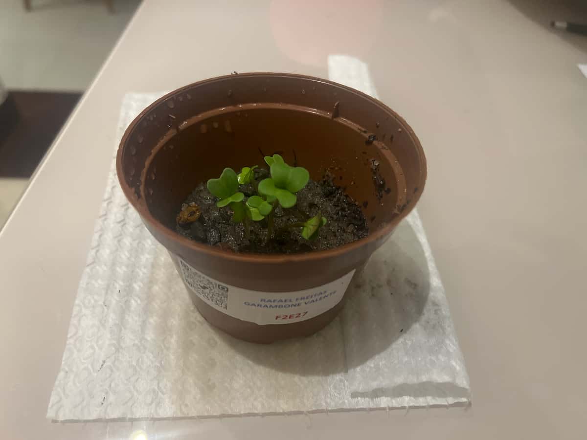 Plant