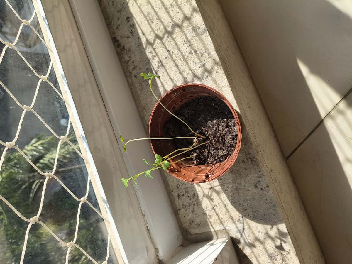 Plant