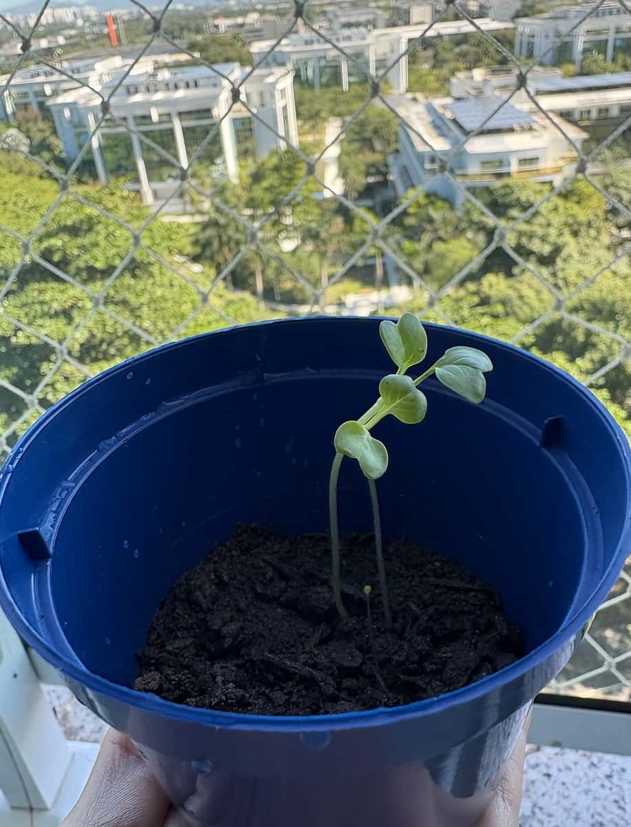 Plant