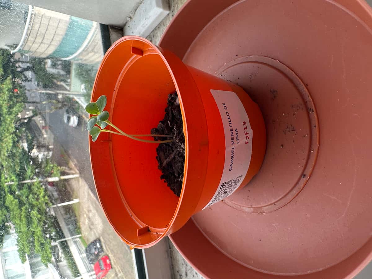 Plant