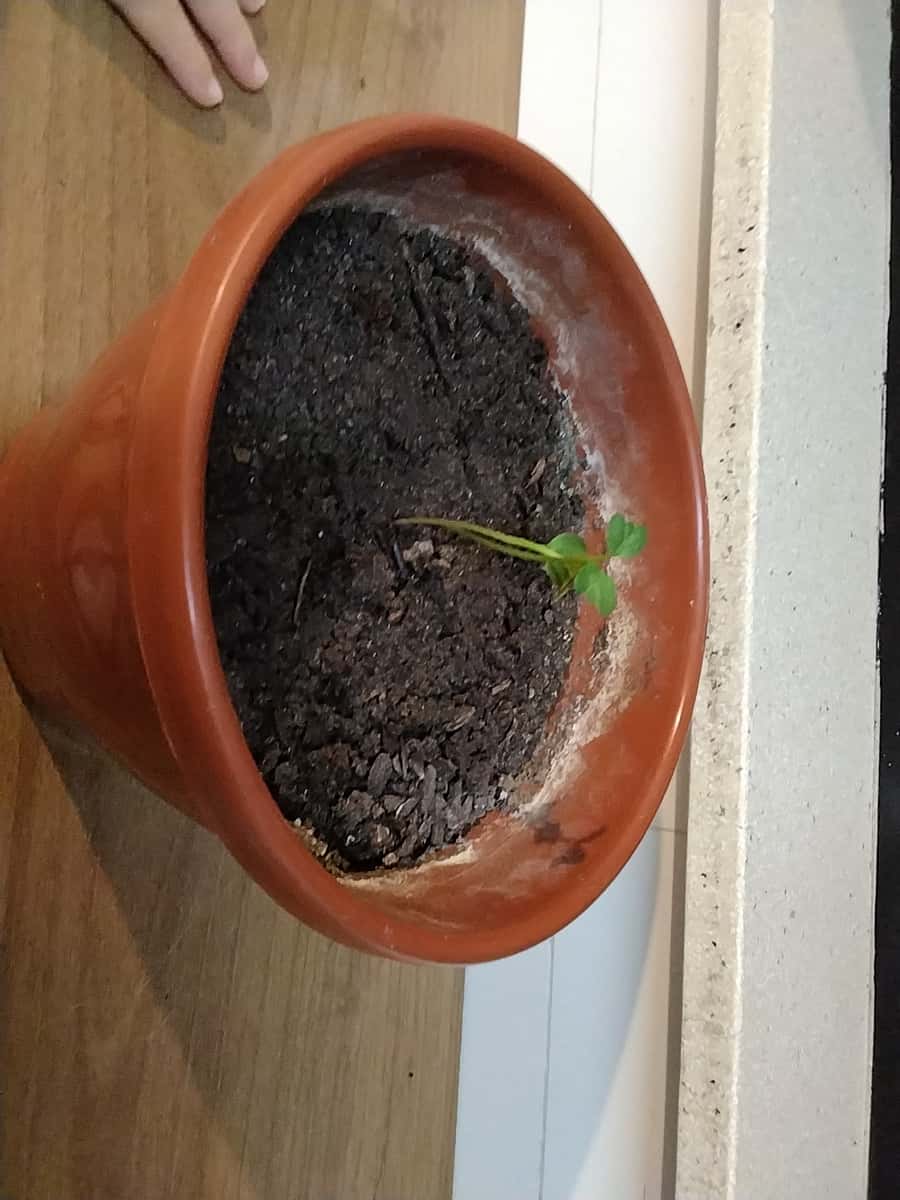 Plant