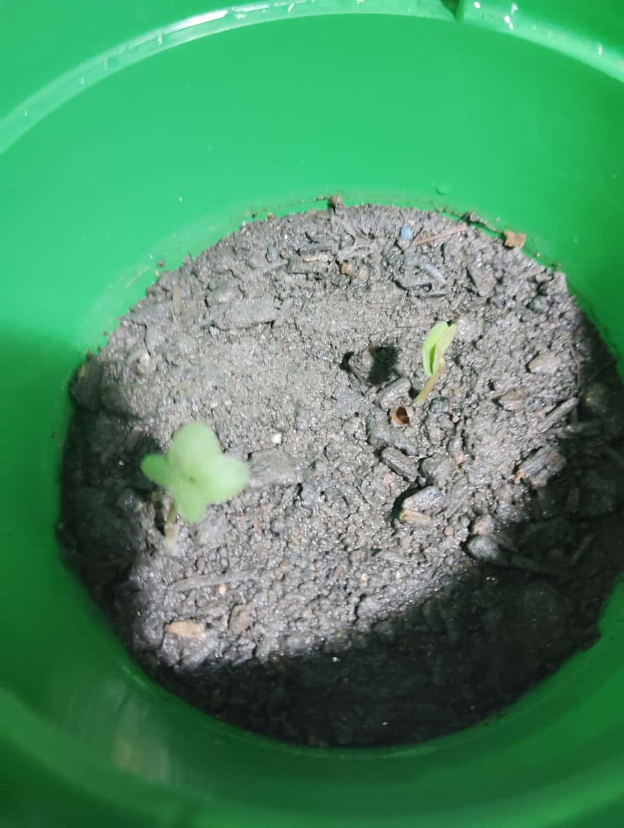 Plant
