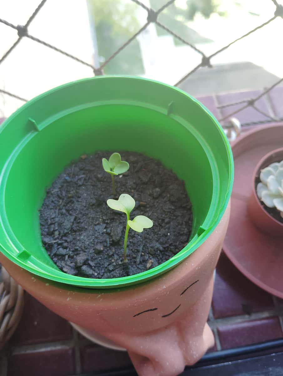 Plant